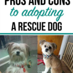 Dog adoption shelter: Pros and Cons
