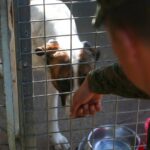 Why dog adoption shelter matters