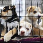 A beginner's guide to dog adoption shelter