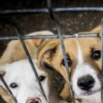 The complete guide to dog adoption shelter