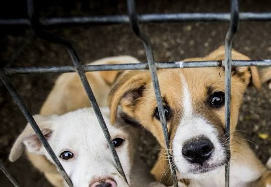 The complete guide to dog adoption shelter